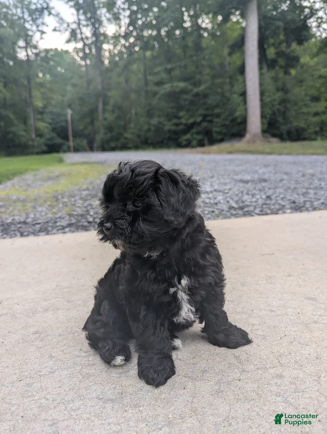 Yorkiepoo dogs for sale: Jade - Ad 2