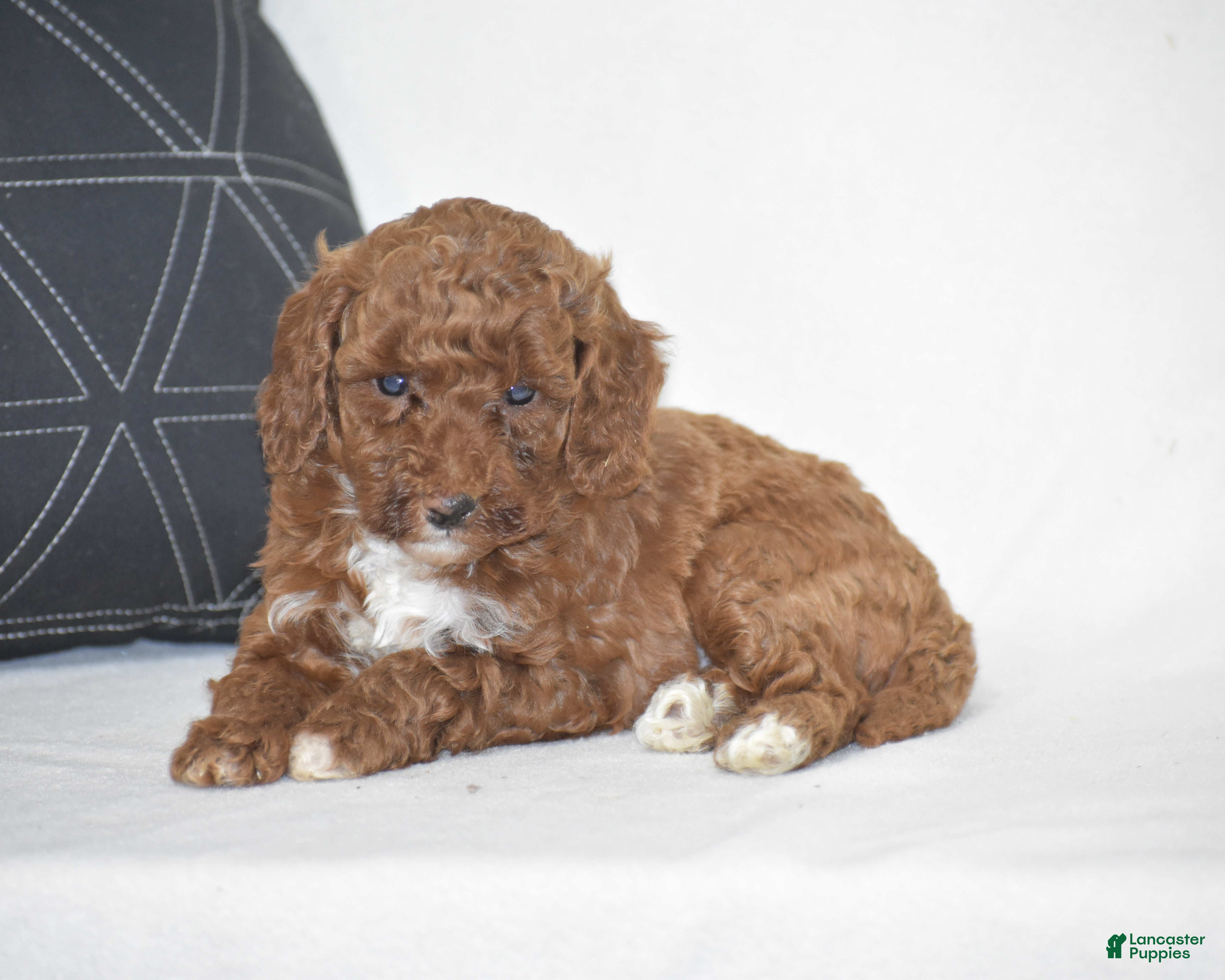 Miniature Poodle dogs Elisa - Ad 2