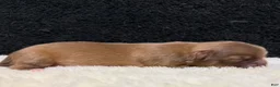 Chihuahua dogs for sale: Chihuahua 2 - Ad 4