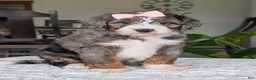 Mini Bernedoodle dogs for sale: Mini Indy - Ad 16