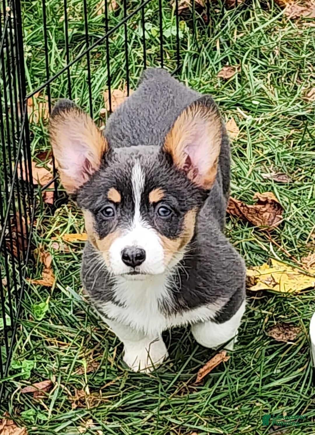 Welsh Corgi Pembroke dogs for sale: Apple Bluie - Ad 18