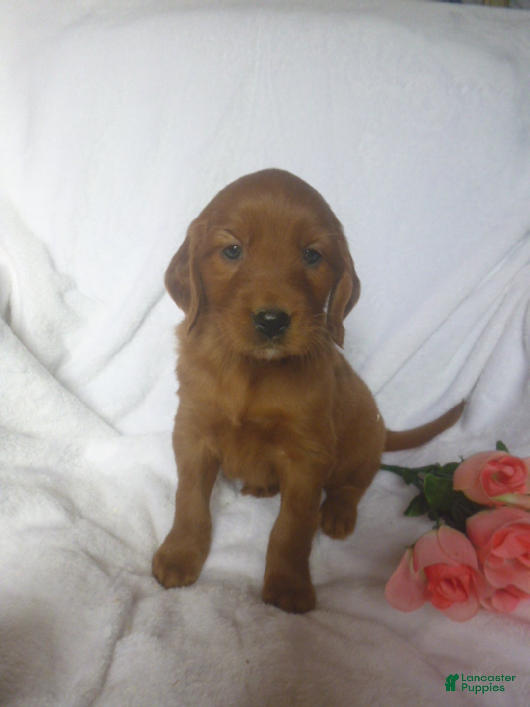 Mixed Breed dogs for sale: Patsy - Ad 2