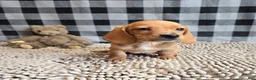 Miniature Dachshund dogs for sale: Boyd - Ad 5
