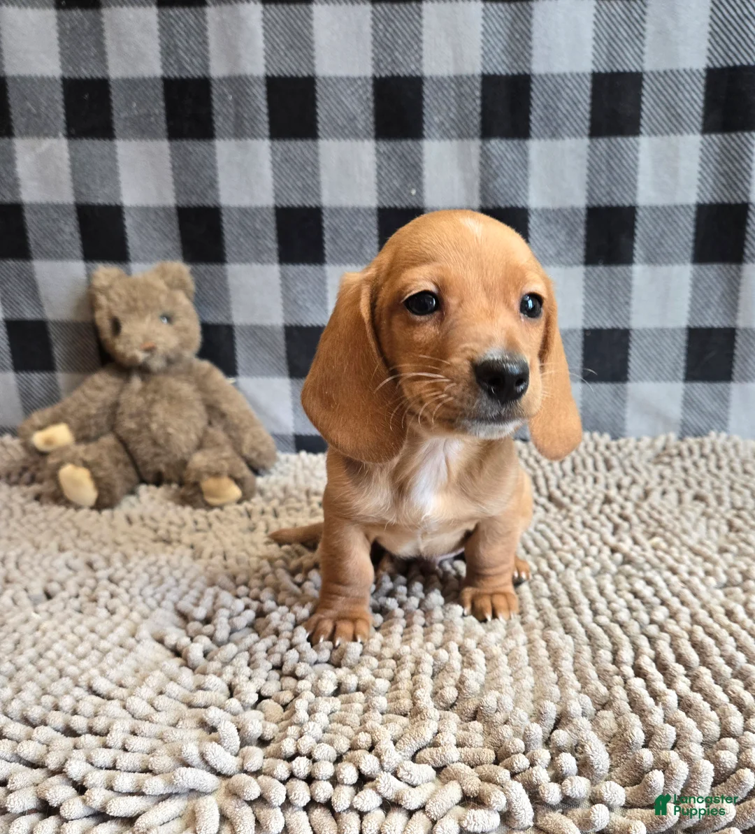 Miniature Dachshund dogs for sale: Boyd - Ad 5