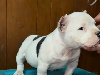 American Bully dogs COW PATCH BULLY - Ad 13