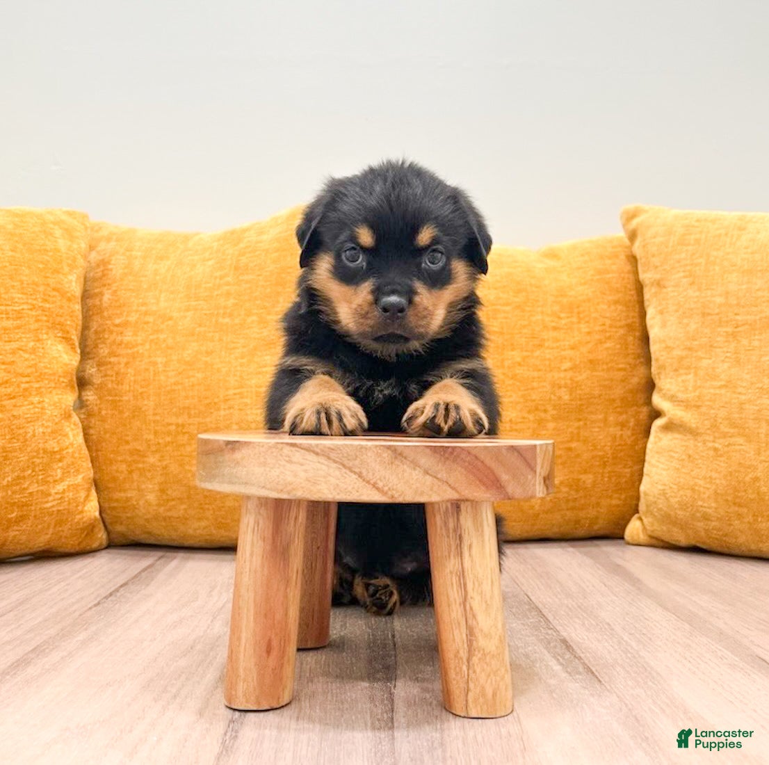Rottweiler dogs Indie - Ad 2