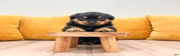 Rottweiler dogs for sale: Indie - Ad 2