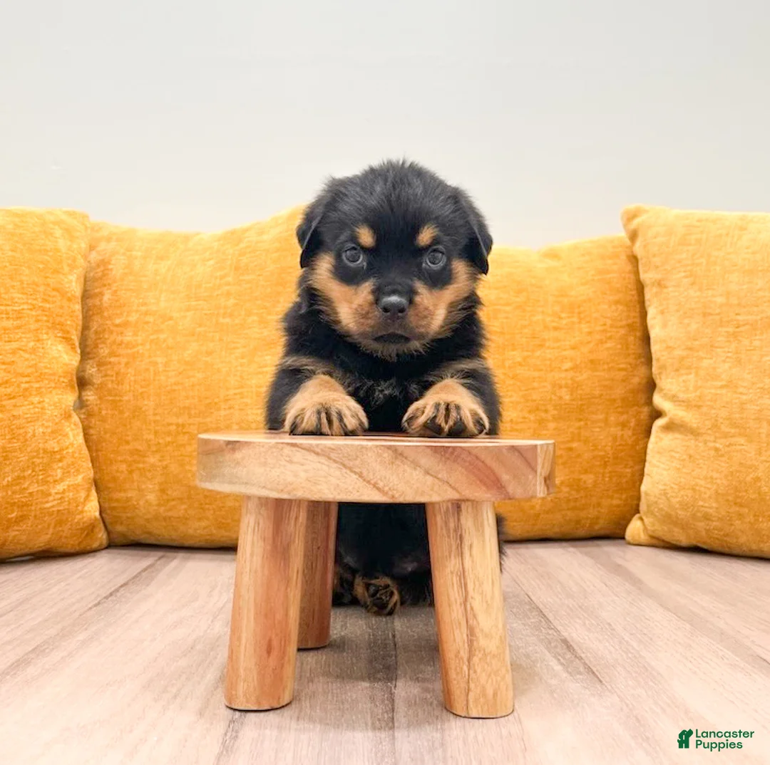 Rottweiler dogs for sale: Indie - Ad 2
