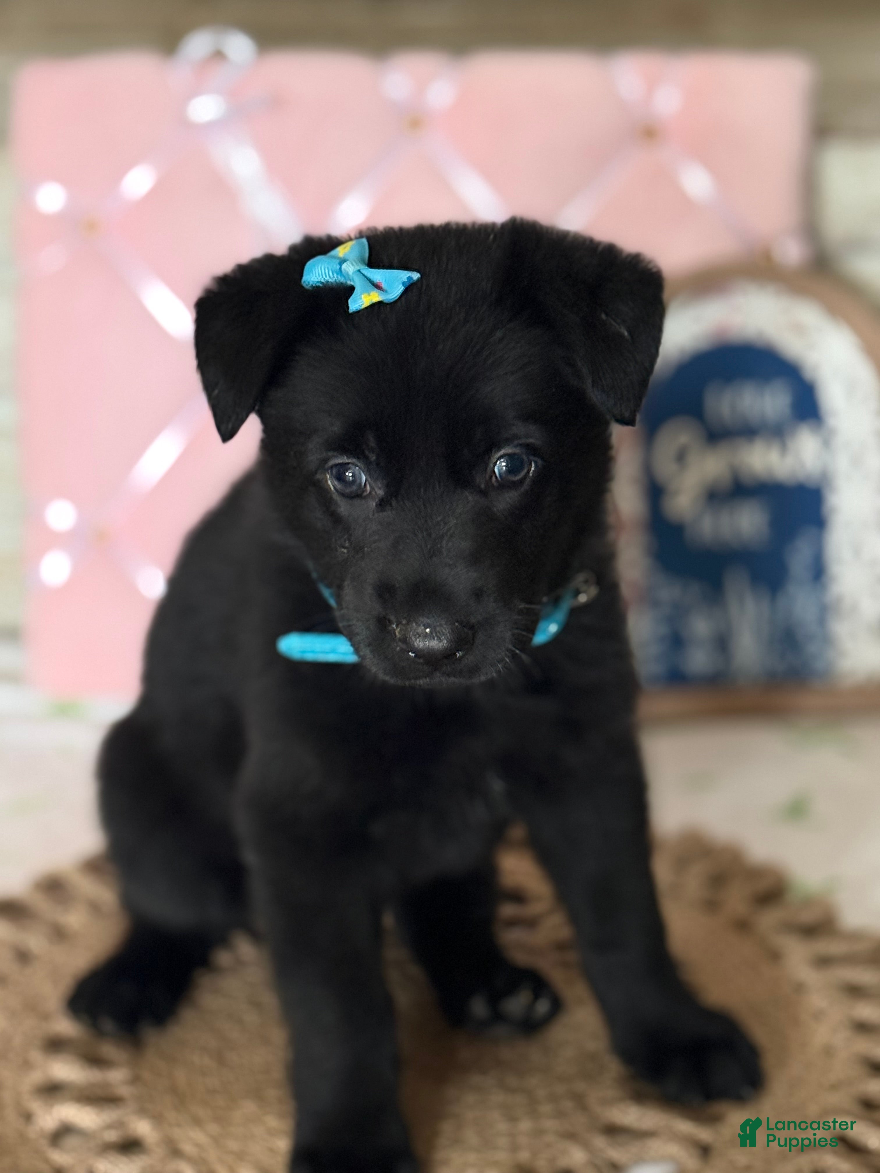 German Shepherd dogs Malibu - Ad 40