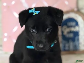 German Shepherd dogs Malibu - Ad 40