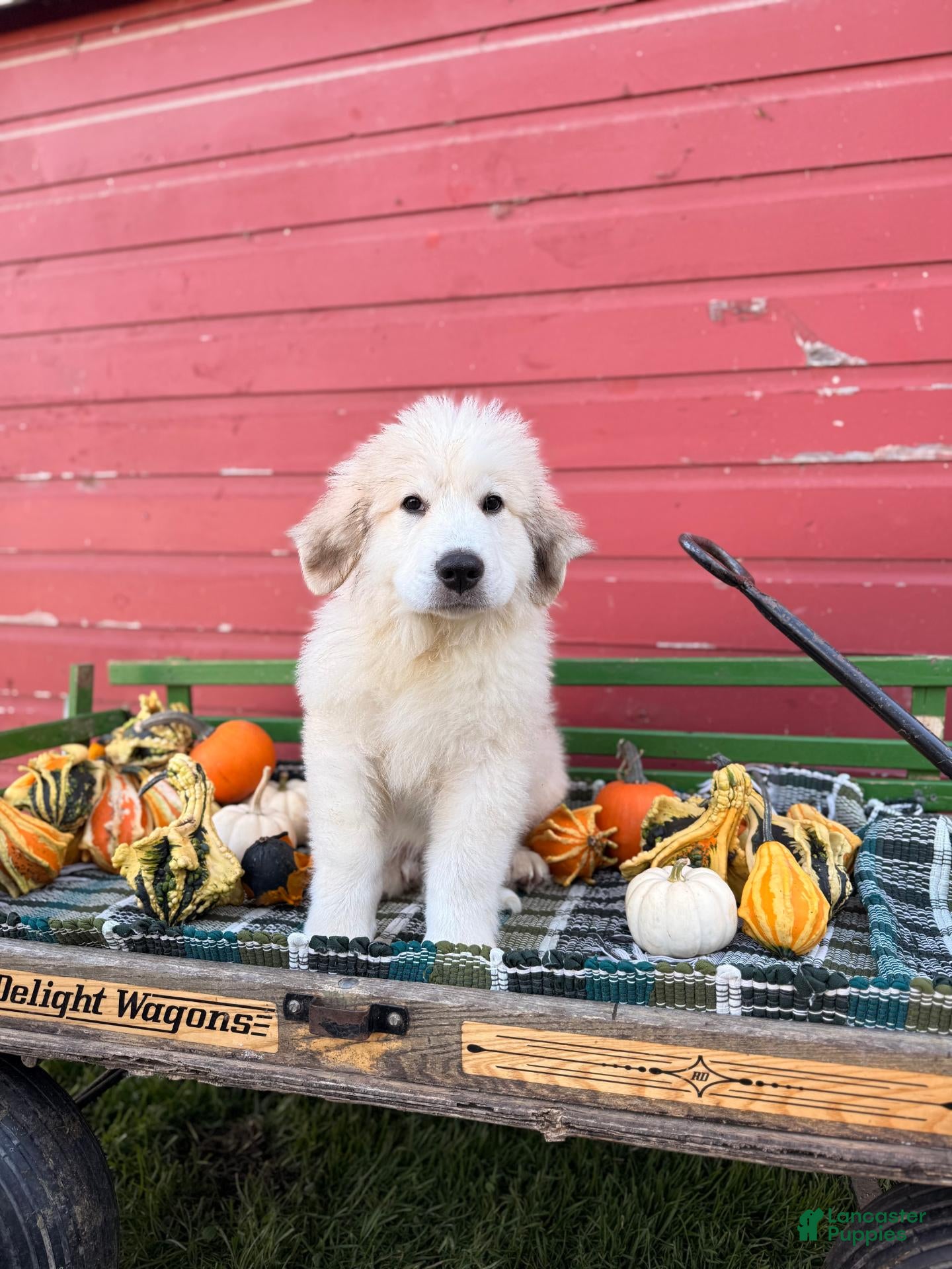 Great Pyrenees dogs for sale: Nicky - Ad 2
