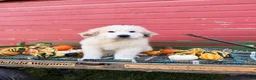 Great Pyrenees dogs for sale: Nicky - Ad 2