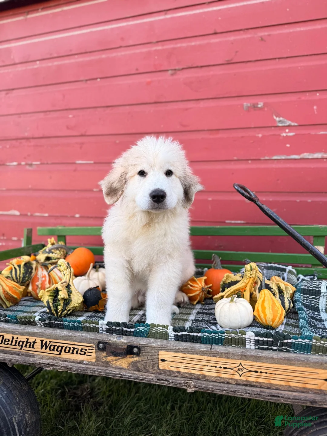 Great Pyrenees dogs for sale: Nicky - Ad 2