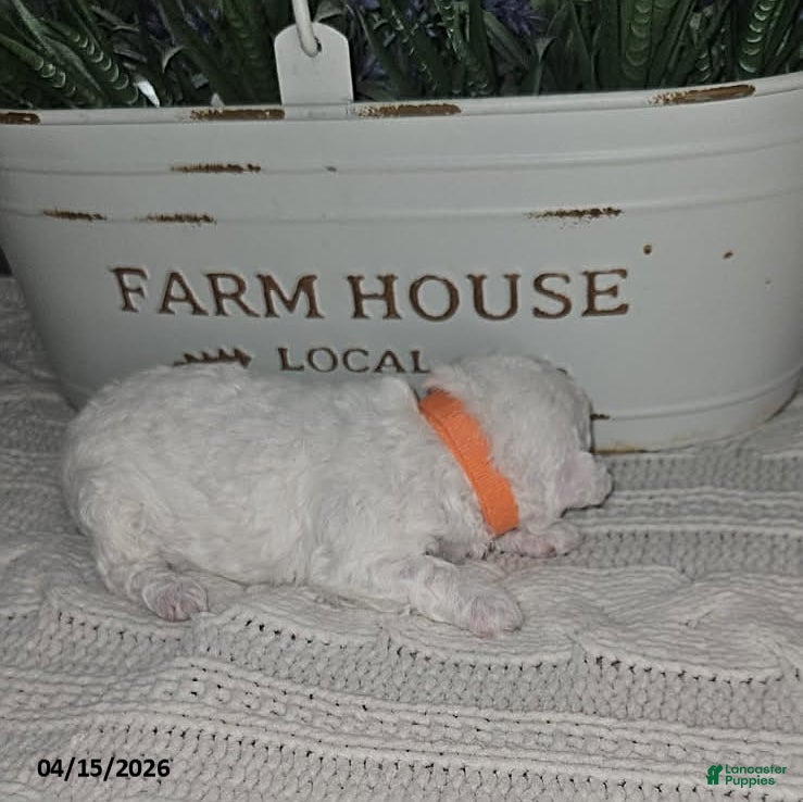 Toy Poodle dogs Teddy - Ad 2