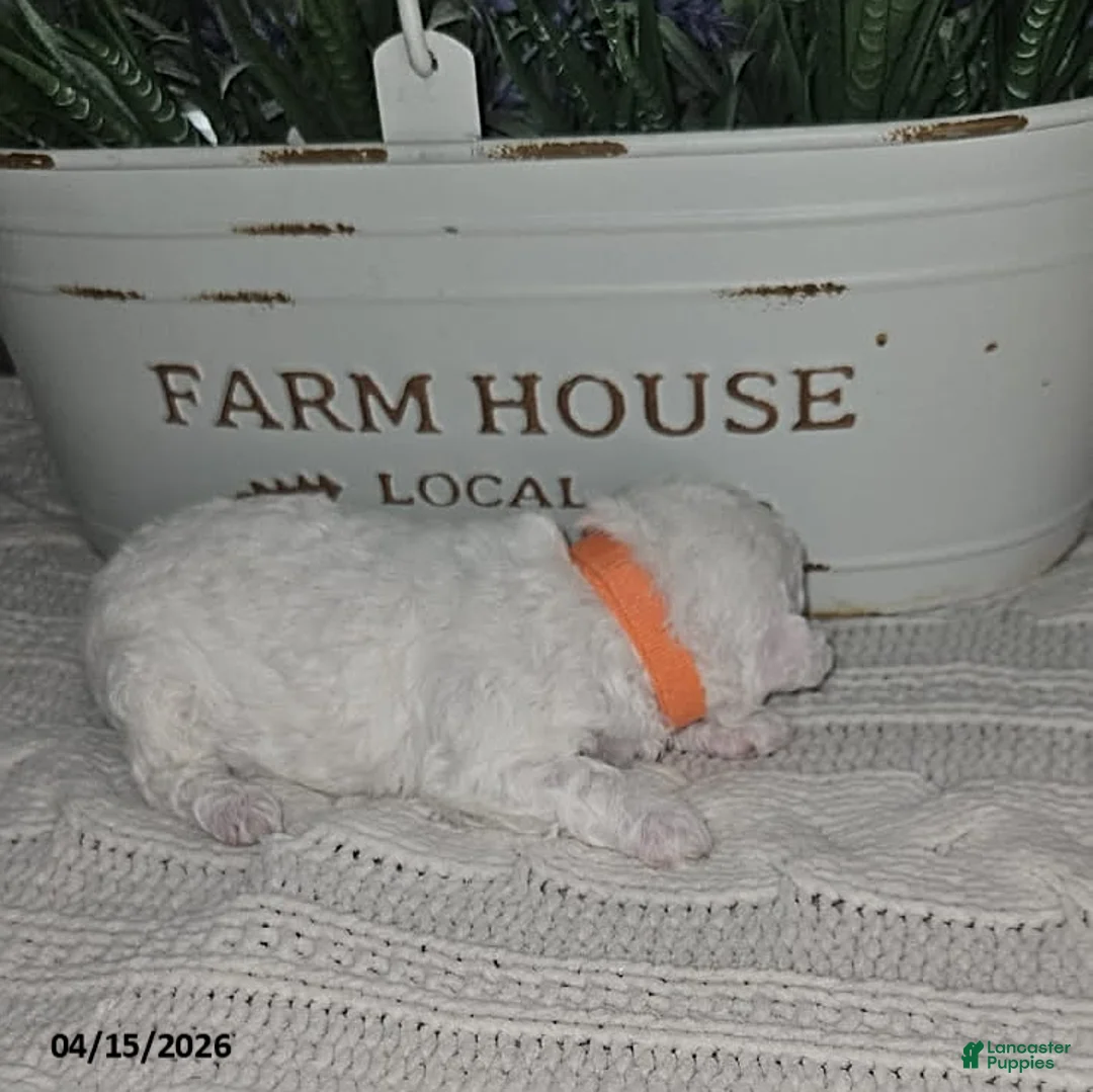 Toy Poodle dogs for sale: Teddy - Ad 2