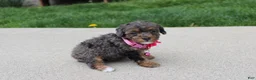 Miniature Poodle dogs for sale: Aurora  - Ad 6