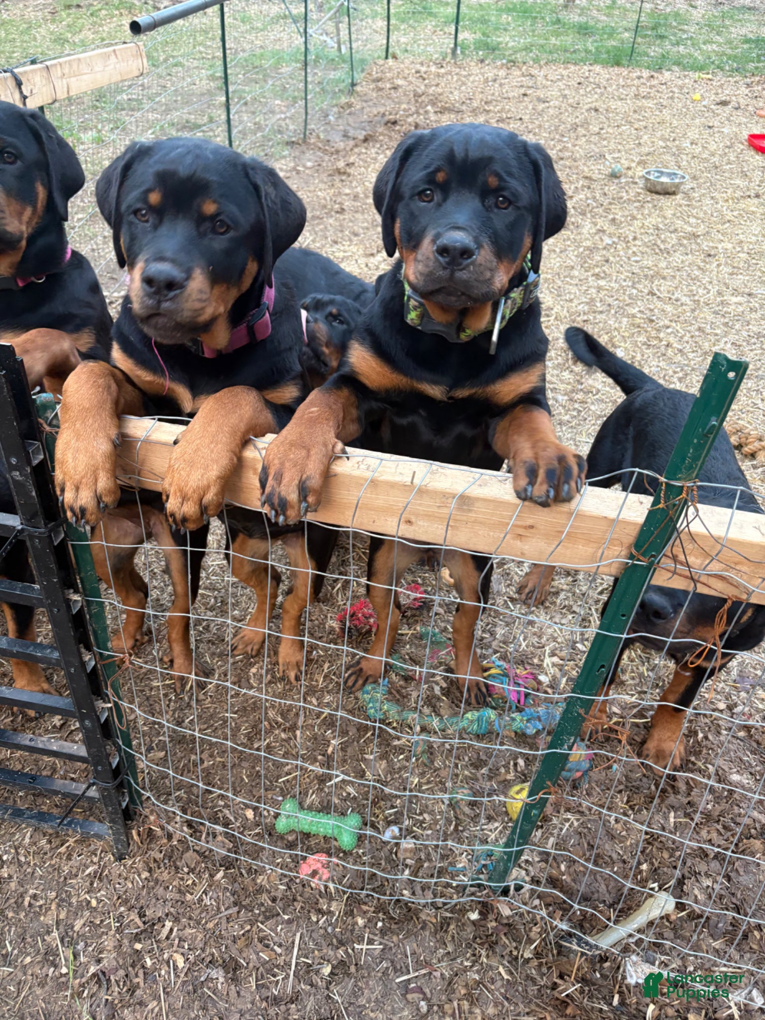 Rottweiler dogs  *** Fully Trained Xoe - Ad 2
