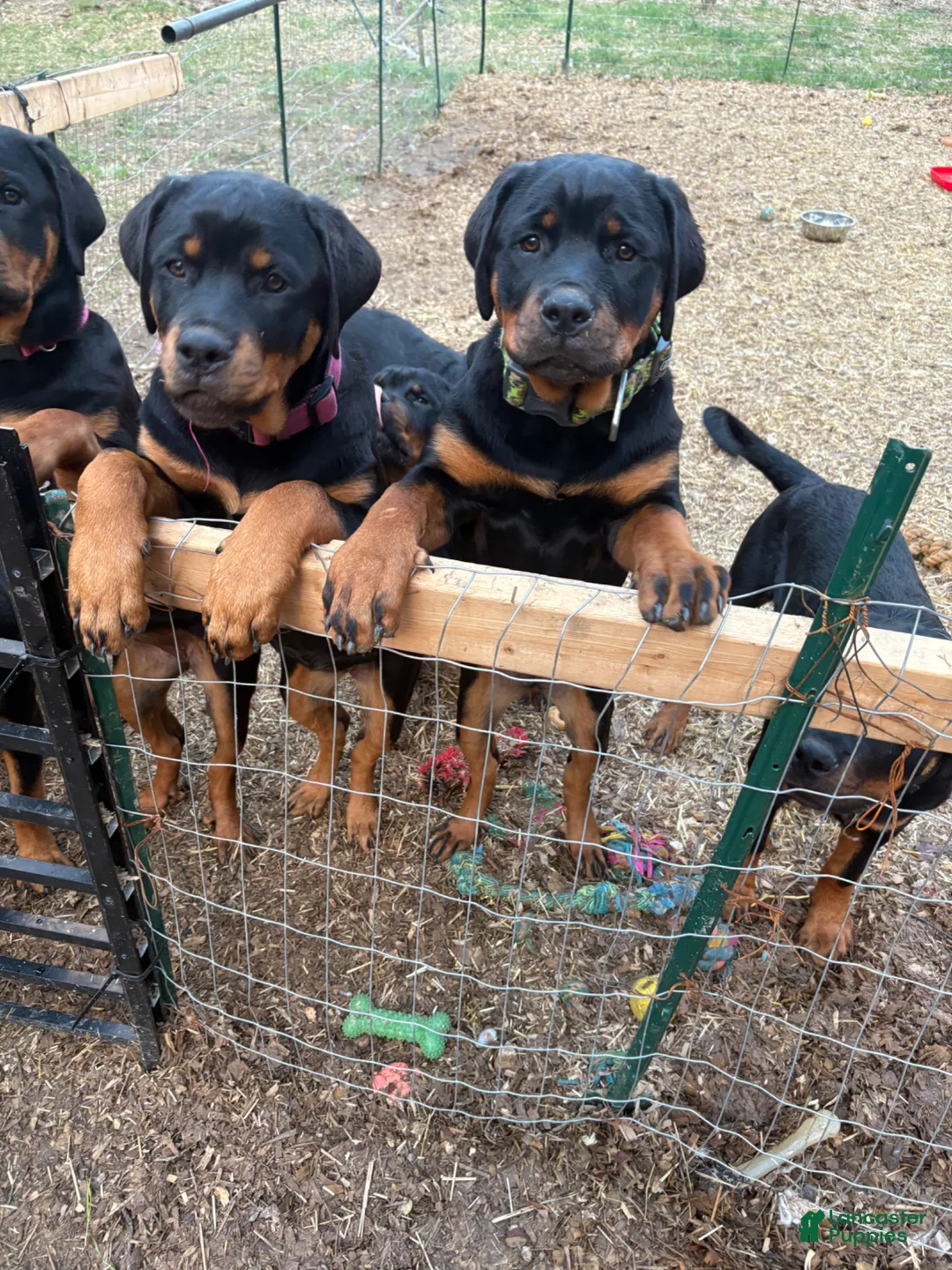Rottweiler dogs for sale:  *** Fully Trained Xoe - Ad 2
