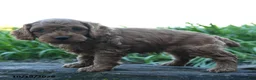 Cockapoo dogs for sale: Archie - Ad 3