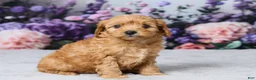 Cavapoo dogs for sale: Layla - Ad 4