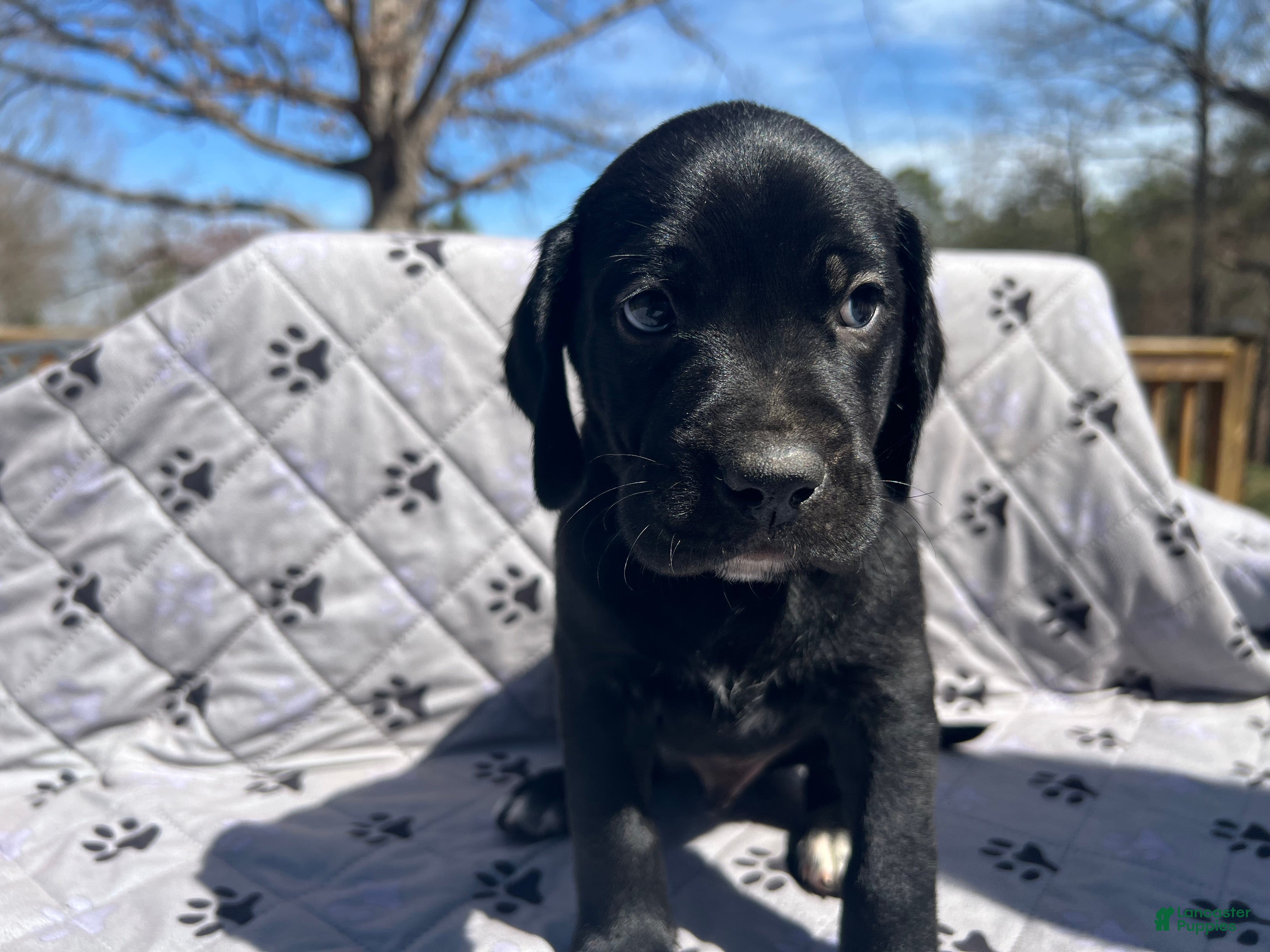 Mixed Breed dogs Mixed Breed Puppy 10 - Ad 1