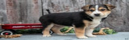 Mixed Breed dogs for sale: Buster - Ad 3