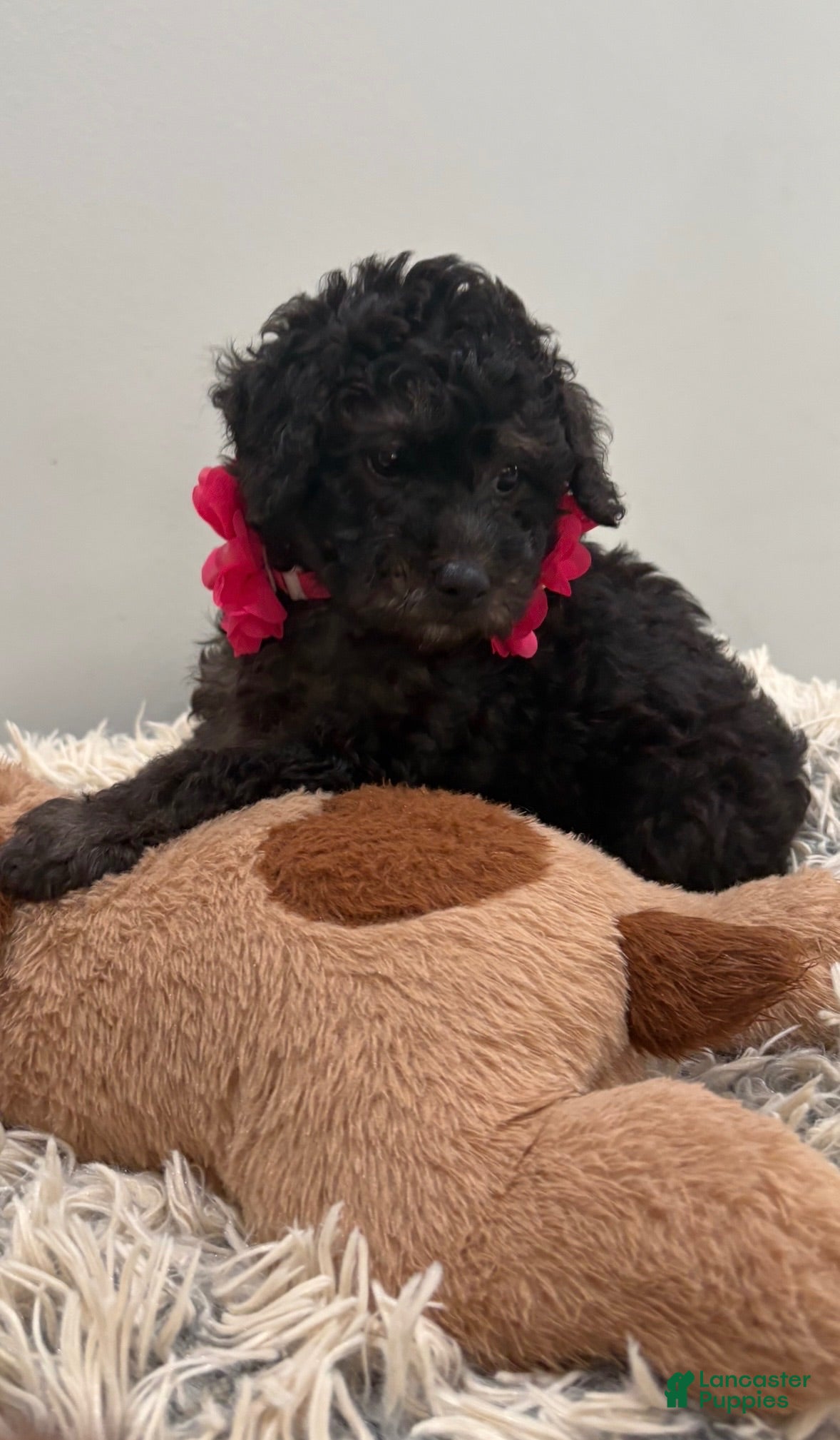 Miniature Poodle dogs for sale: Hershey - Ad 2