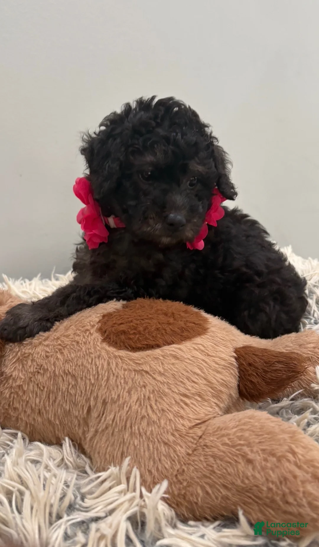 Miniature Poodle dogs for sale: Hershey - Ad 1