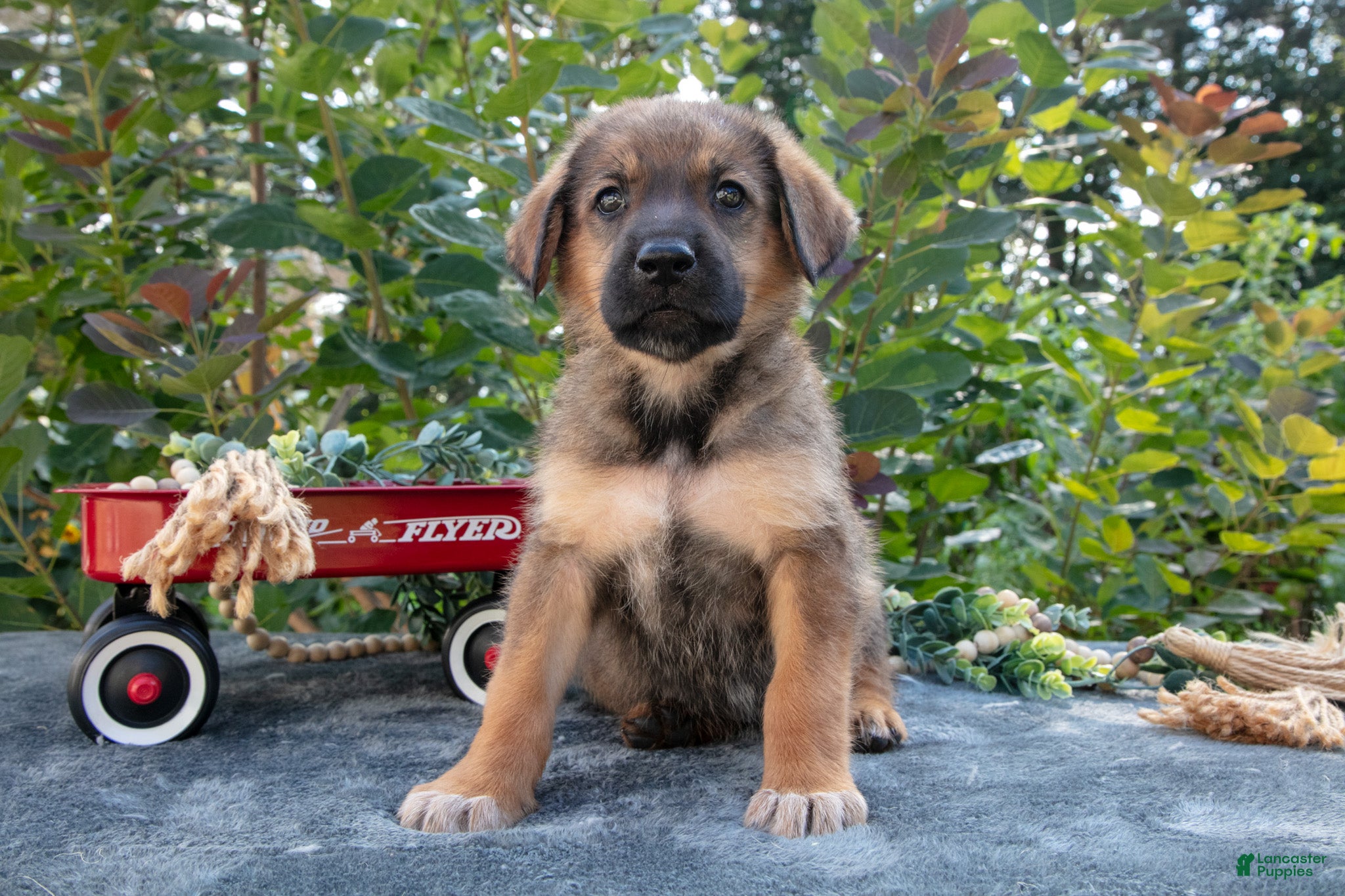 German Shepherd dogs Copper - Ad 1