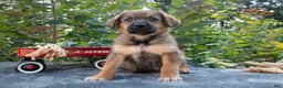 German Shepherd dogs for sale: Copper - Ad 1