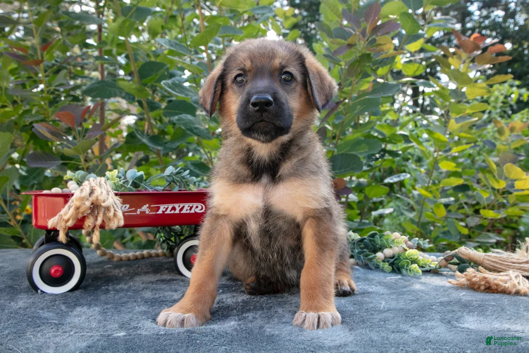 German Shepherd dogs for sale: Copper - Ad 1