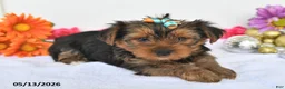 Yorkshire Terrier dogs for sale: Ashley - Ad 3