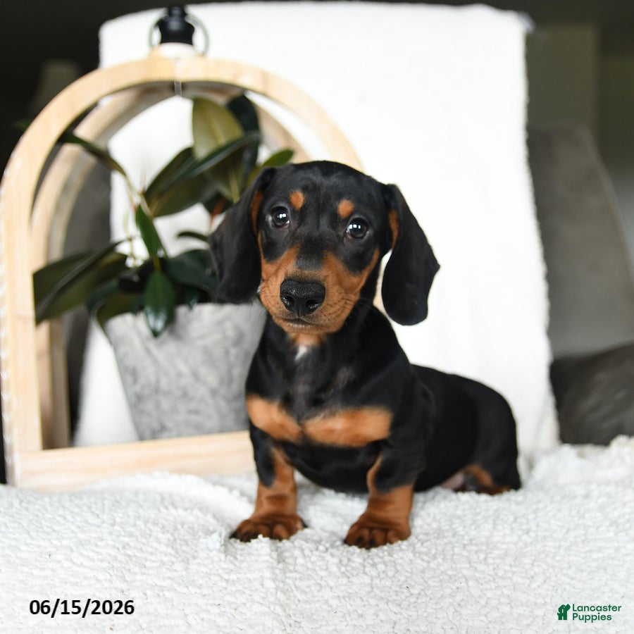 Miniature Dachshund dogs for sale: Sherlock - Ad 2