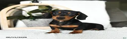 Miniature Dachshund dogs for sale: Sherlock - Ad 1