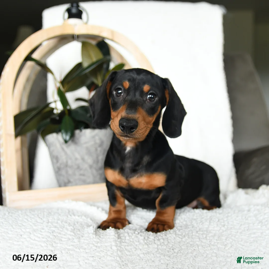 Miniature Dachshund dogs for sale: Sherlock - Ad 1