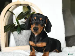 Miniature Dachshund dogs for sale: Sherlock - Ad 2