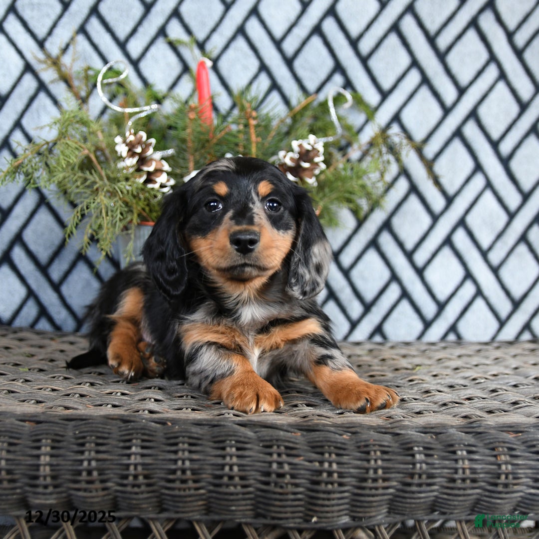 Miniature Dachshund dogs for sale: Trent - Ad 3