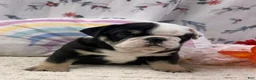 English Bulldog dogs for sale: Banjo - Ad 2