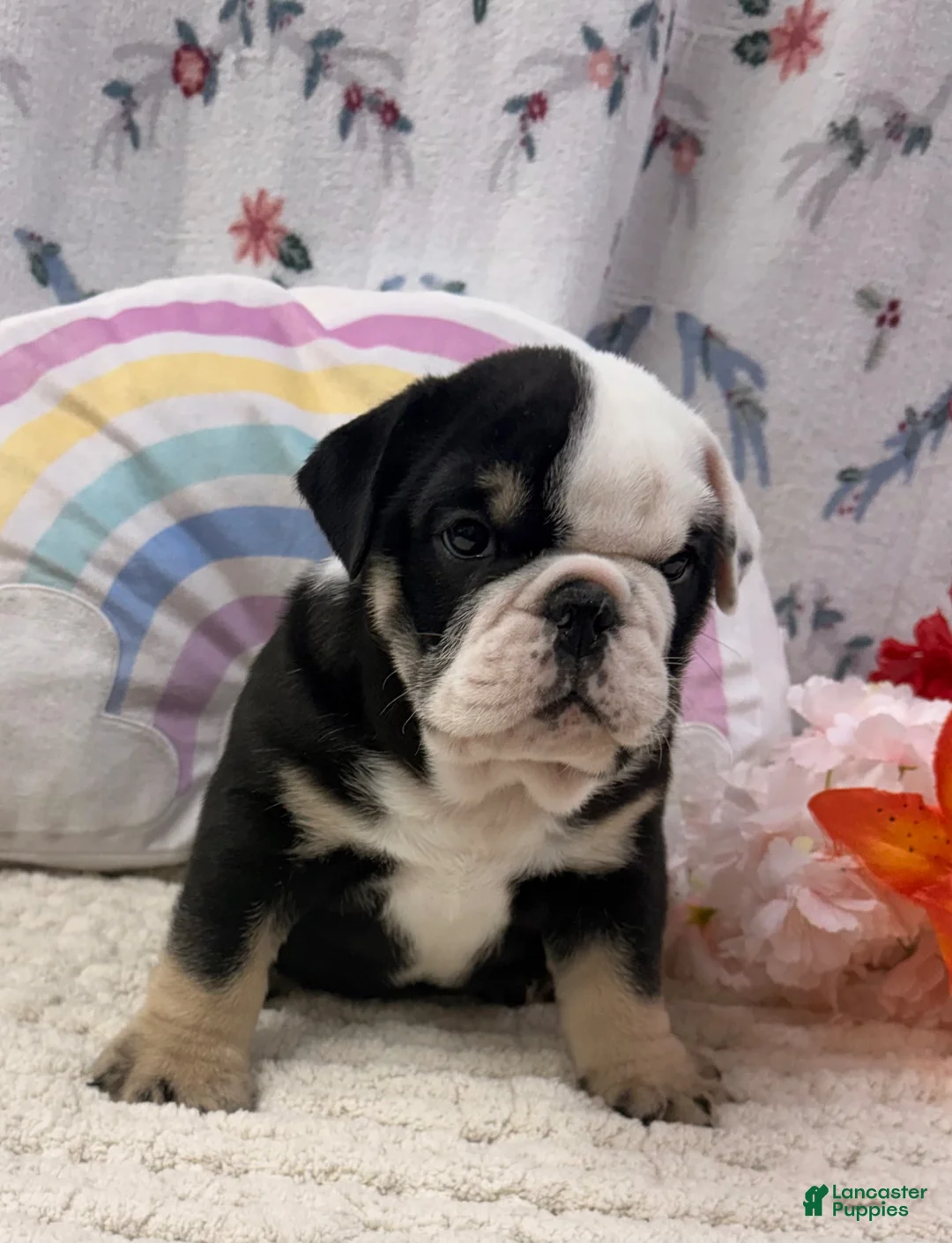 English Bulldog dogs for sale: Banjo - Ad 2