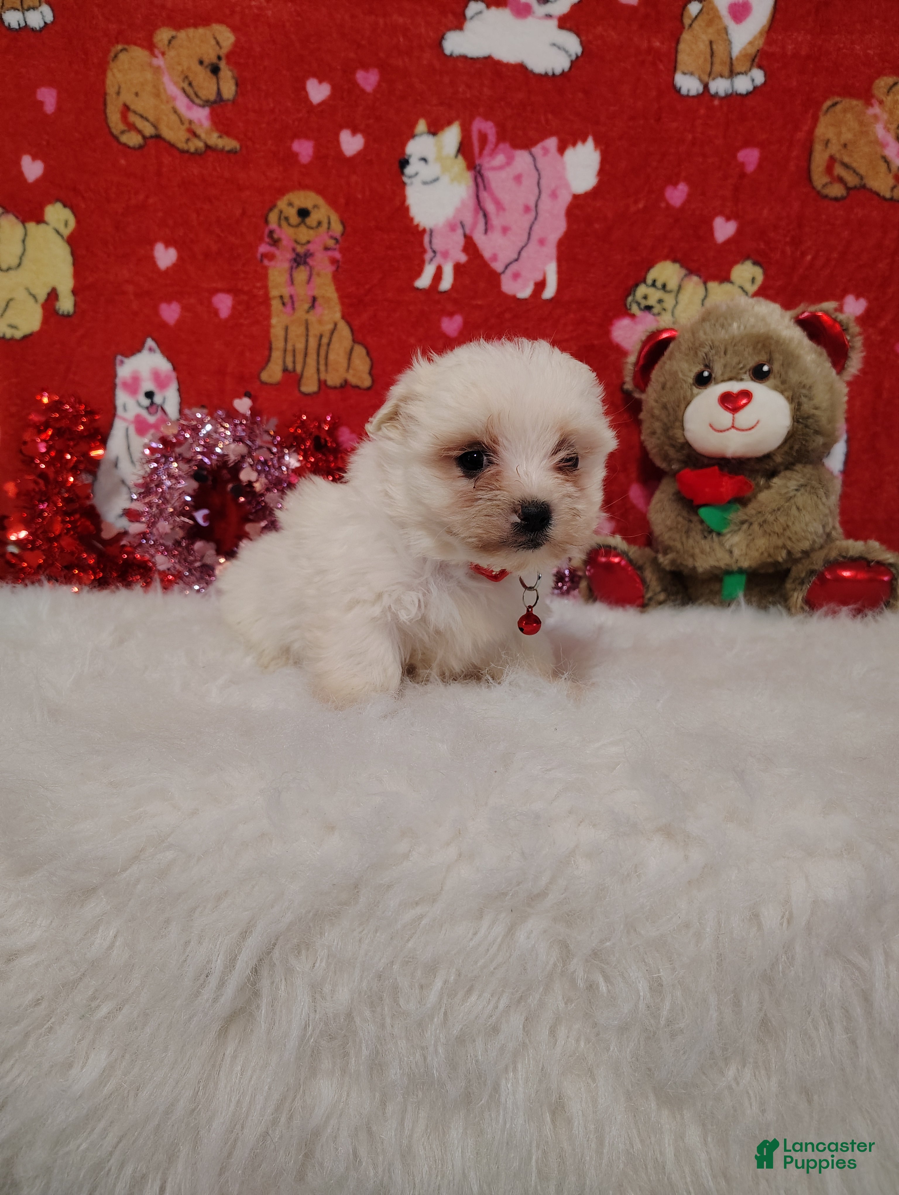 Maltese dogs Peg - Peg - Ad 2