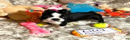 Boston Terrier dogs for sale:  Lilly - Ad 5