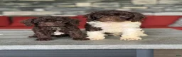 Miniature Poodle dogs for sale: Jupiter - Ad 3