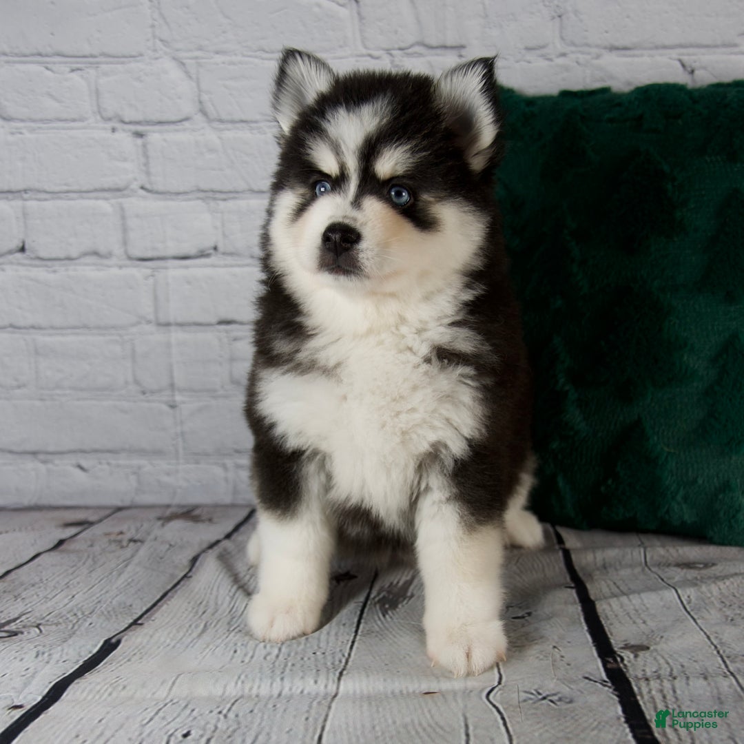 Pomsky dogs for sale: Grace - Ad 9