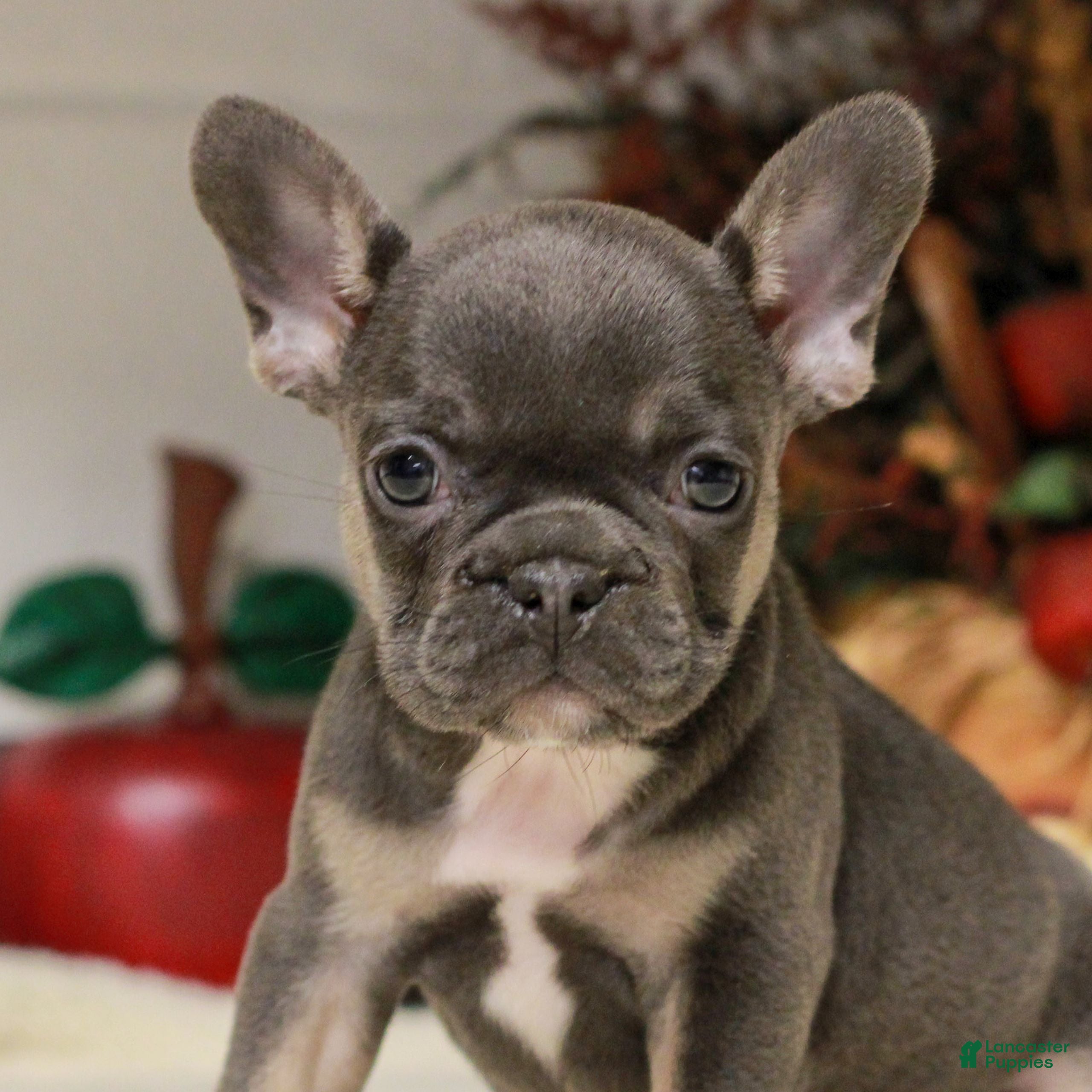 French Bulldog dogs Reese  - Ad 2