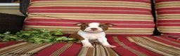Boston Terrier dogs for sale: Ruth - Ad 3