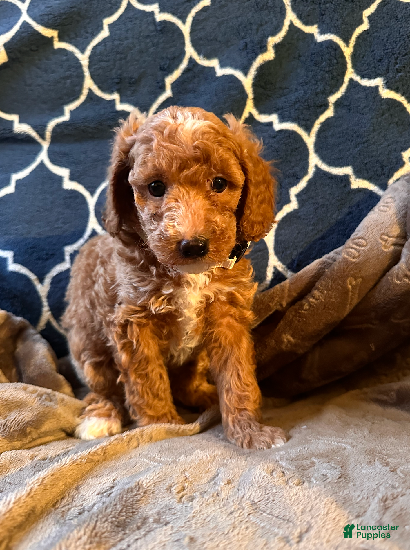 Mixed Breed dogs Eddie- AKC GENETICALLY TESTED parents - Ad 5