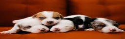 Jack Russell Terrier dogs for sale: Jack Russell Terrier 4 - Ad 12