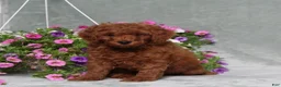 Miniature Poodle dogs for sale: Darius - Ad 1
