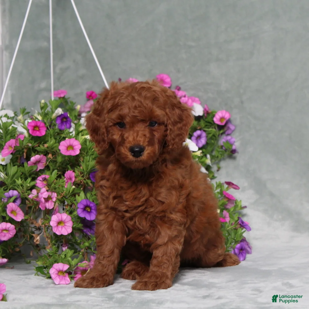 Miniature Poodle dogs for sale: Darius - Ad 1
