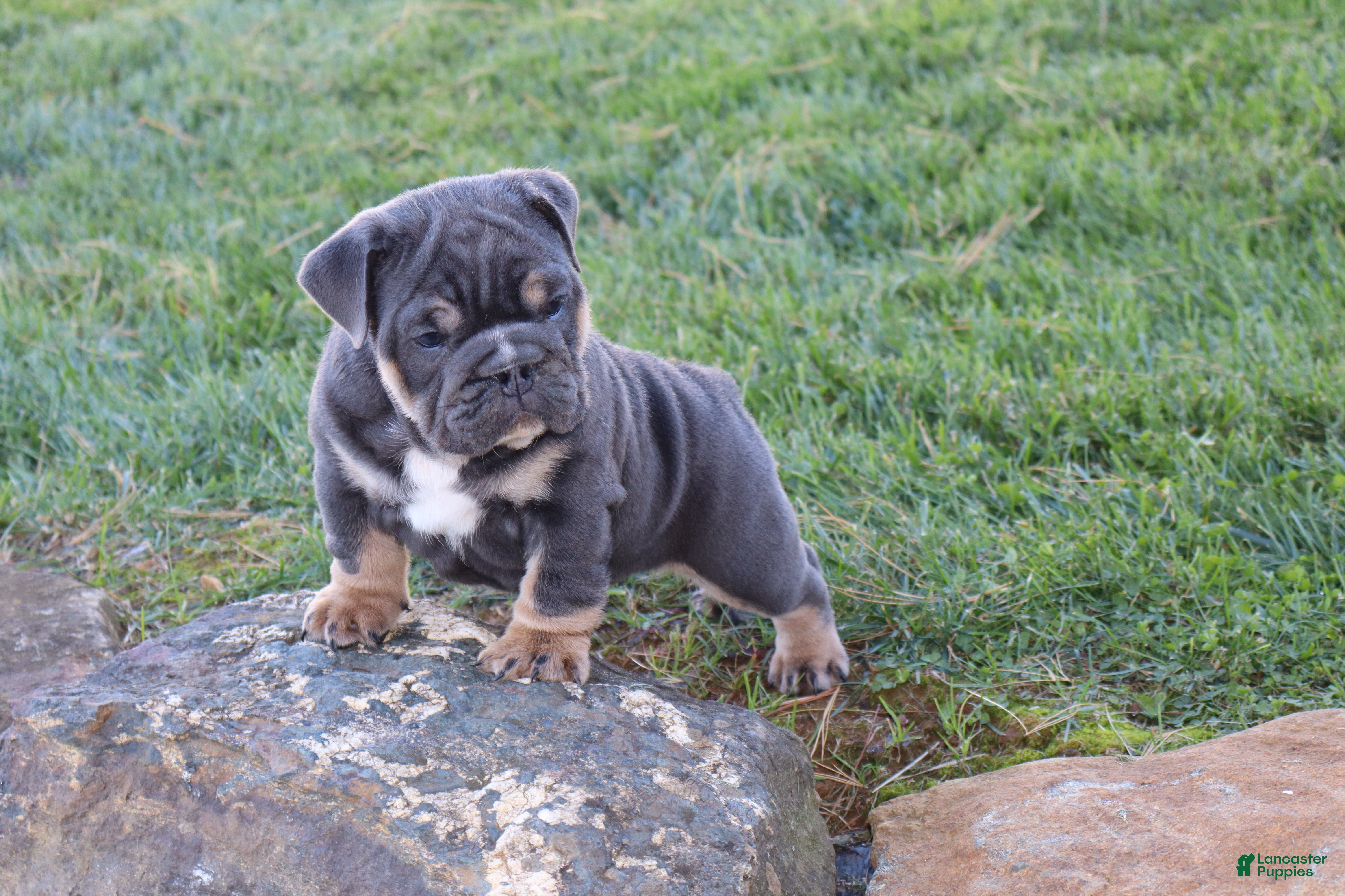 English Bulldog dogs for sale: Oscar - Ad 2
